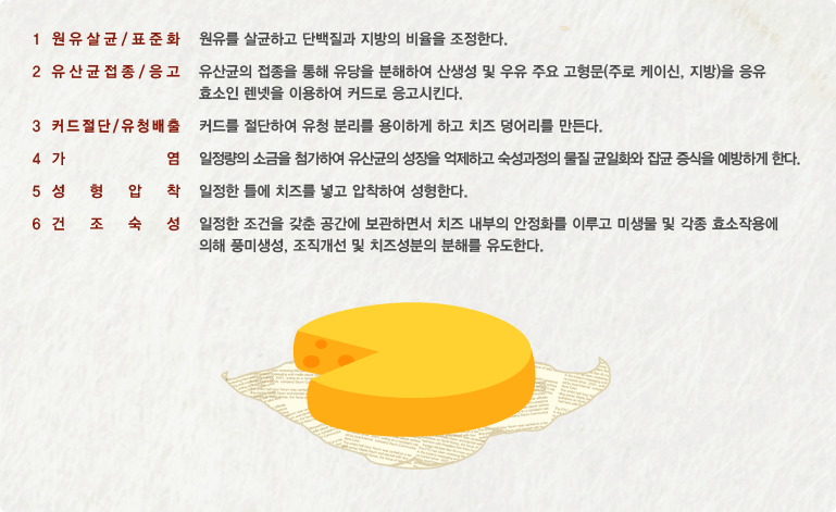 자연치즈 제조과정